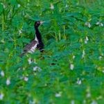 images (5)