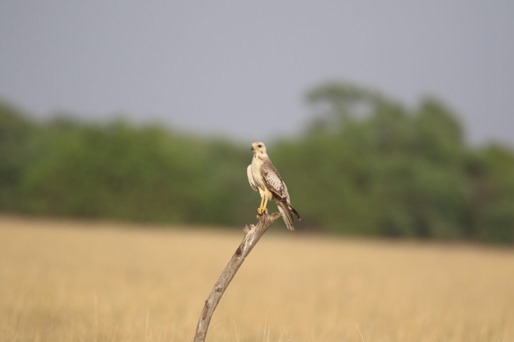 White-eyed Buzzard